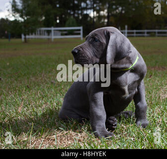 Grigio alano cucciolo fissando qualcosa in un campo Foto Stock