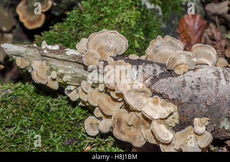 FORET DE STE BAUME, POLYPORES, VAR 83 FRANCIA Foto Stock