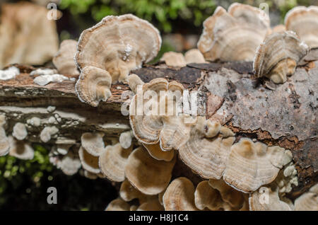 FORET DE STE BAUME, POLYPORES, VAR 83 FRANCIA Foto Stock