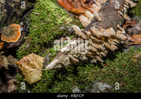 FORET DE STE BAUME, POLYPORES, VAR 83 FRANCIA Foto Stock