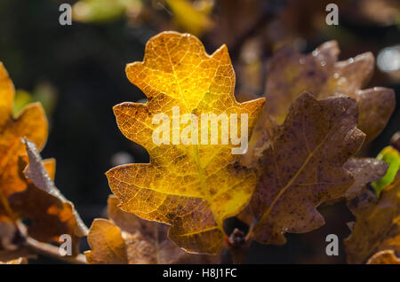 FORET DE STE BAUME, FEUILLE DE CHENE PUBESCENT, VAR 83 FRANCIA Foto Stock