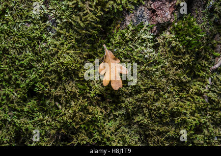 FORET DE STE BAUME, FEUILLES MORTES, VAR 83 FRANCIA Foto Stock