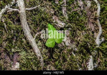 FORET DE STE BAUME, FEUILLE DE LIERRE, VAR 83 FRANCIA Foto Stock