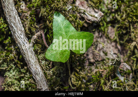 FORET DE STE BAUME, FEUILLE DE LIERRE, VAR 83 FRANCIA Foto Stock