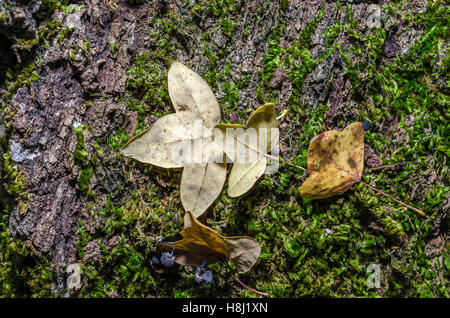 FORET DE STE BAUME, FEUILLES MORTES, VAR 83 FRANCIA Foto Stock