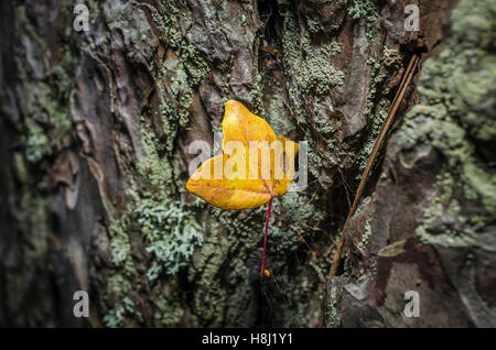 FORET DE STE BAUME, FEUILLES MORTES, VAR 83 FRANCIA Foto Stock