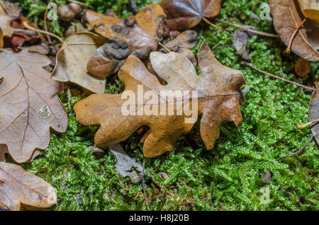 FORET DE STE BAUME, FEUILLES MORTES, VAR 83 FRANCIA Foto Stock