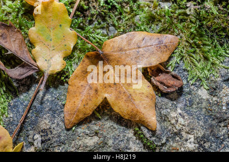 FORET DE STE BAUME, FEUILLES MORTES, VAR 83 FRANCIA Foto Stock