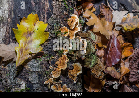 FORET DE STE BAUME, POLYPORES, VAR 83 FRANCIA Foto Stock