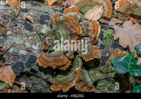 FORET DE STE BAUME, POLYPORES, VAR 83 FRANCIA Foto Stock