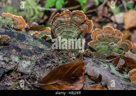 FORET DE STE BAUME, POLYPORES, VAR 83 FRANCIA Foto Stock