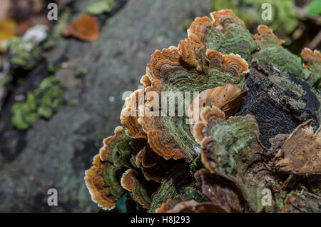 FORET DE STE BAUME, POLYPORES, VAR 83 FRANCIA Foto Stock