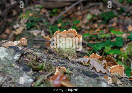 FORET DE STE BAUME, POLYPORES, VAR 83 FRANCIA Foto Stock