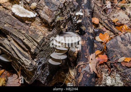 FORET DE STE BAUME, POLYPORES, VAR 83 FRANCIA Foto Stock