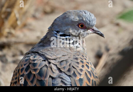 Unione Tortora (Streptopelia turtur) Foto Stock