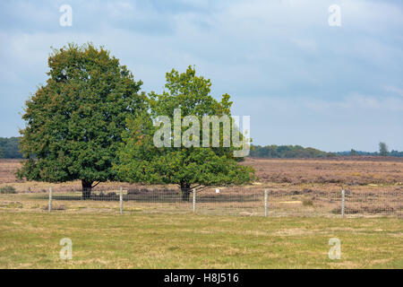 Dutch national park veluwe con alberi di quercia nei pressi di Heath Foto Stock