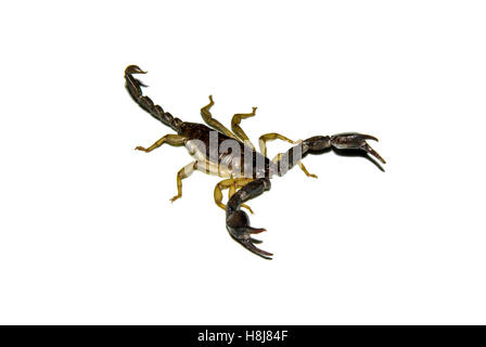 Scorpione nero su bianco Foto Stock