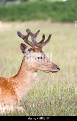 La fauna selvatica, daini (Dama Dama). Foto Stock