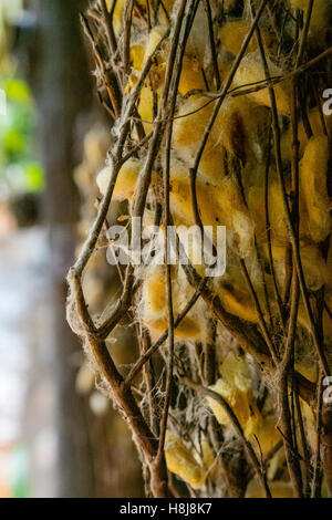 La piantagione di seta, Koh Oknha Tey Isola, Cambogia Foto Stock