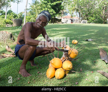 Uomo locale con mazzo di noci di cocco appena raccolte, Sri Lanka. Foto Stock