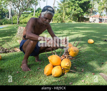 Uomo locale con mazzo di noci di cocco appena raccolte, Sri Lanka. Foto Stock