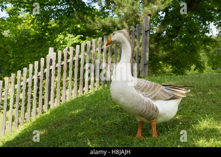 Unico oca in campagna Foto Stock