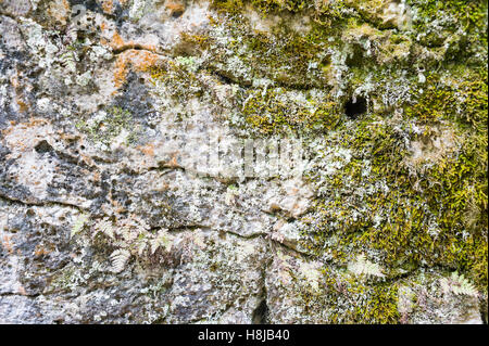 Close up di formazioni rocciose di scandagliare cinque National Marine Park. Si tratta di un National Marine Conservation Area in Georgian Bay parte del Lago Huron, Ontario, Canada Foto Stock