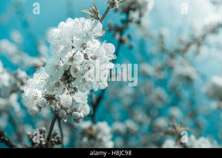 Una macro colpo di due bianchi fiori di ciliegio in primavera. Foto Stock
