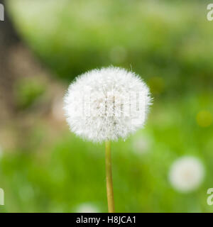 Una macro shot di tarassaco puffball. Foto Stock
