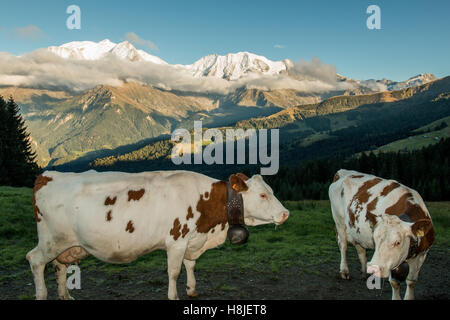 Vacche Alpine, vista di Saint Gervais les Bains Foto Stock