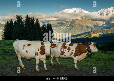 Vacche Alpine, vista di Saint Gervais les Bains Foto Stock