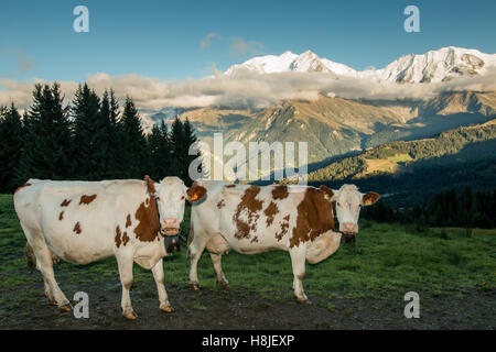 Vacche Alpine, vista di Saint Gervais les Bains Foto Stock