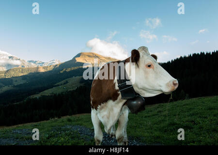 Vacche Alpine, vista di Saint Gervais les Bains Foto Stock