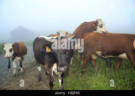 Vacche Alpine, vista di Saint Gervais les Bains Foto Stock