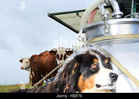 Vacche Alpine, vista di Saint Gervais les Bains Foto Stock