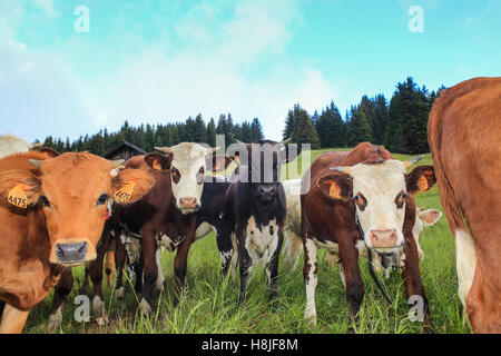 Vacche Alpine, vista di Saint Gervais les Bains Foto Stock