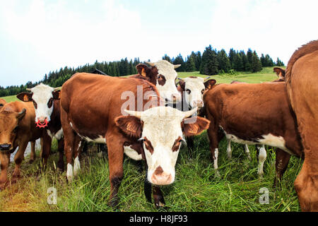 Vacche Alpine, vista di Saint Gervais les Bains Foto Stock