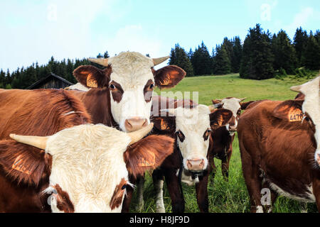 Vacche Alpine, vista di Saint Gervais les Bains Foto Stock