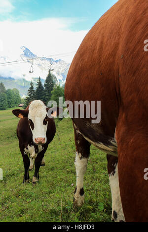 Vacche Alpine, vista di Saint Gervais les Bains Foto Stock