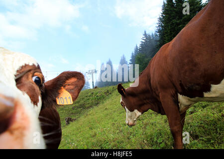 Vacche Alpine, vista di Saint Gervais les Bains Foto Stock