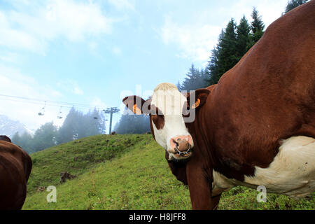 Vacche Alpine, vista di Saint Gervais les Bains Foto Stock