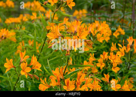 Alstroemeria orange gloria Giglio peruviano fiori arancione fioritura perenne floreale RM Foto Stock