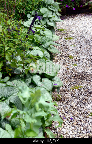 Brunnera macrophylla Jack Frost bordatura letto bordo bordo rialzato di sollevamento perennials letto floreale RM Foto Stock