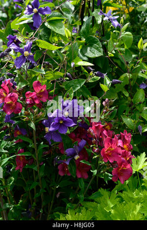 Clematis macropetala alstroemeria Rosa Blu fiore fiori fioritura mix perennials mista combinazione scalatore confine letto Foto Stock
