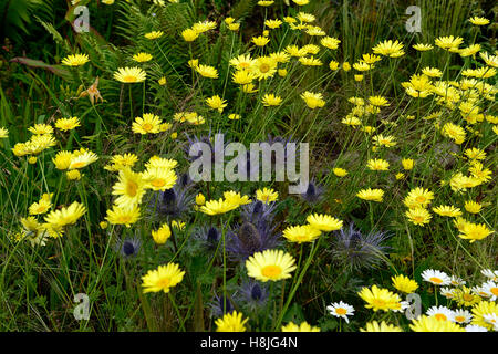 Eryngium camomilla blu giallo daisy margherite fiori mix di fioritura piantando mescolato letto regime perenne contrasto floreale RM Foto Stock