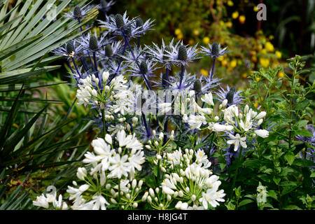Eryngium giganteum agapanthus bianco fiori blu fioritura mix piantando mescolato letto regime perenne contrasto floreale RM Foto Stock