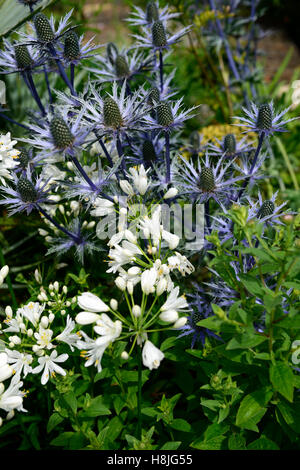 Eryngium giganteum agapanthus bianco fiori blu fioritura mix piantando mescolato letto regime perenne contrasto floreale RM Foto Stock