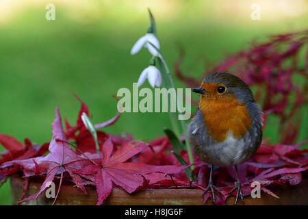 Galanthus reginae olgae cambridge Robin Erithacus rubecula snowdrop bianchi bucaneve autunno fiori rosso acer palmatum floreale RM Foto Stock