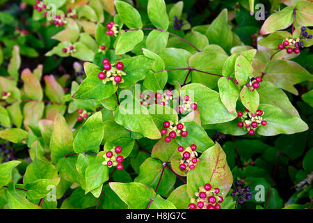 Hypericum androsaemum tutsan st Johns wort bacche rosse bacche medicinali frutta arbusto perenne della medicina tradizionale floreale RM Foto Stock