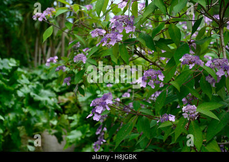 Viola lacecap Hydrangea macrophylla arbusti arbusto fiori fioritura di latifoglie floreale RM Foto Stock